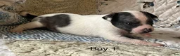 Chiweenie dogs for sale: Chiweenie 1 - Ad 8