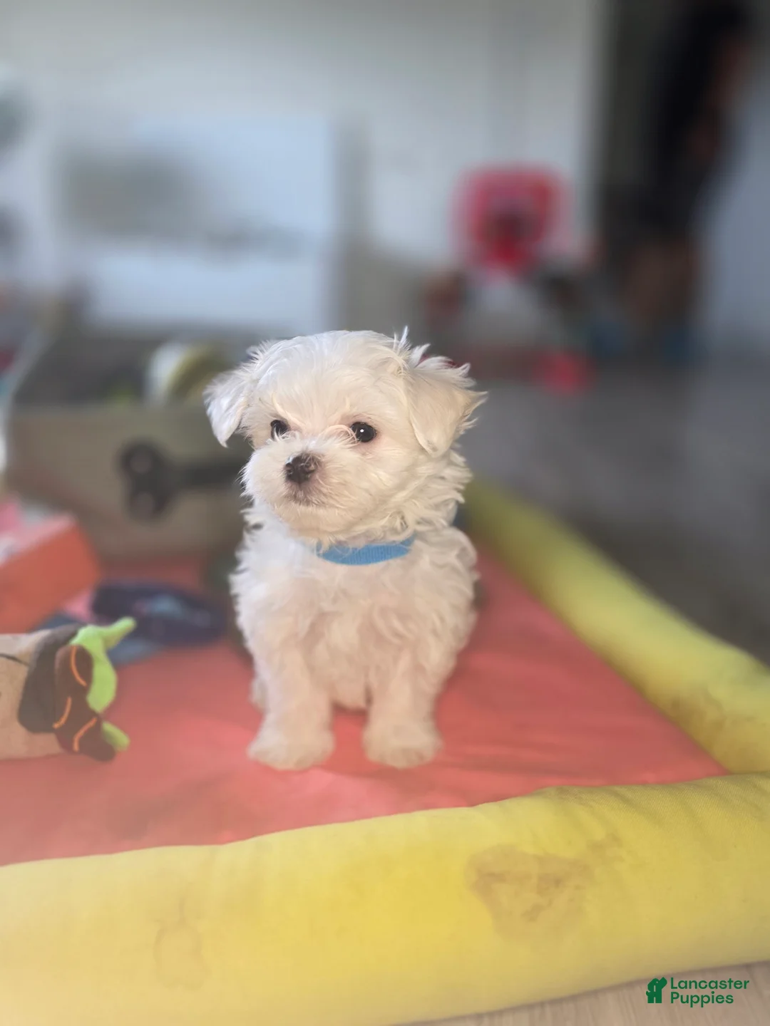 Maltese dogs for sale: 🐾 Male Maltese Puppy – Playful, Charming & Tiny - Ad 9