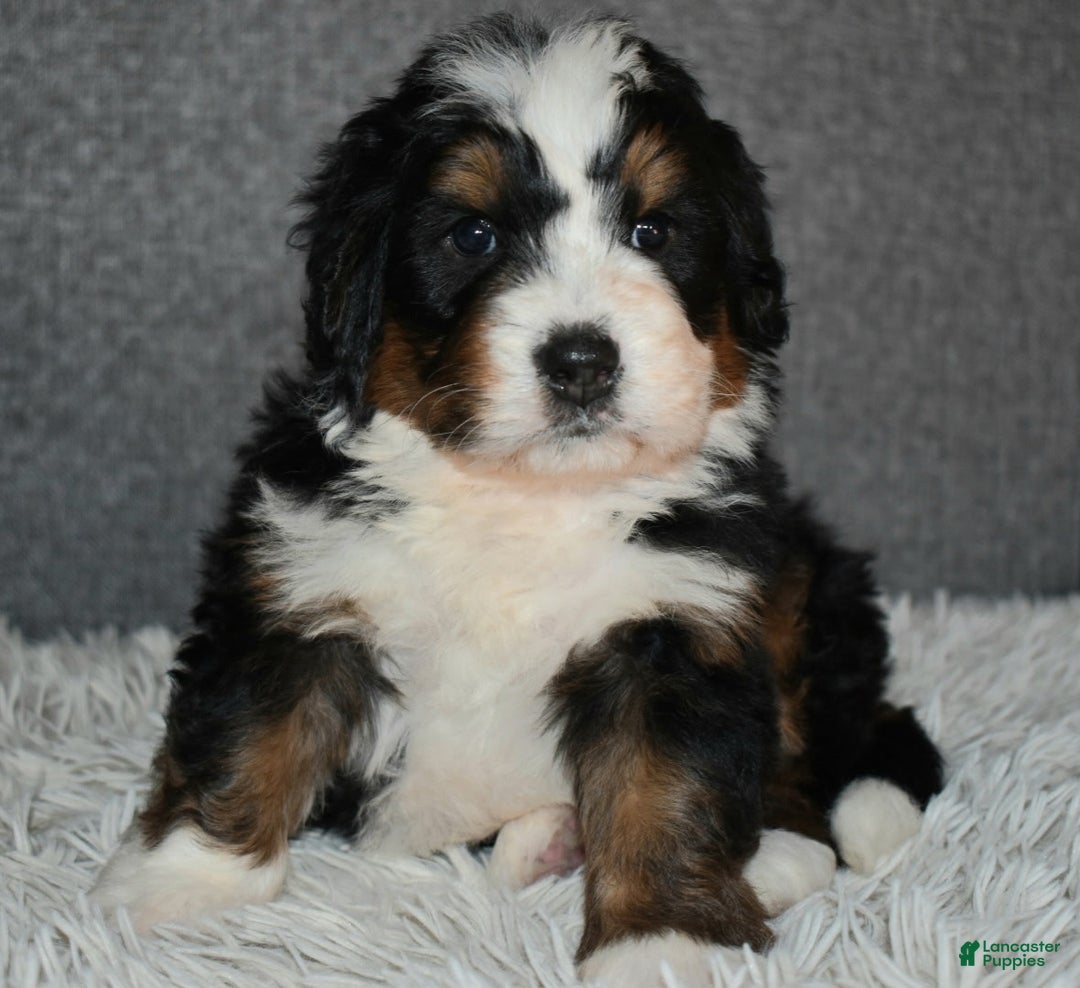 Mini Bernedoodle dogs for sale: Max - Ad 2