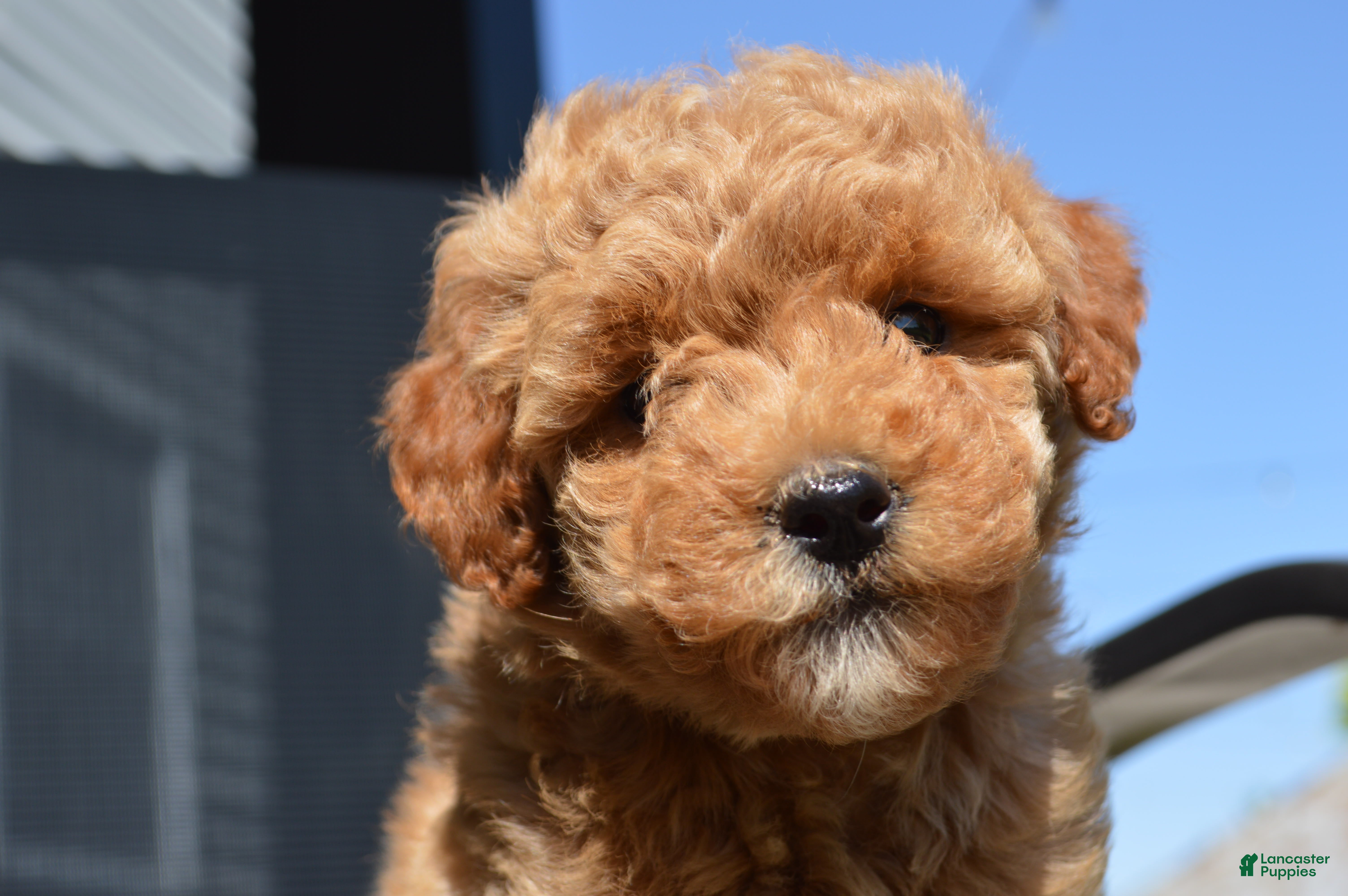 Mini Goldendoodle dogs Daisy  - Ad 2