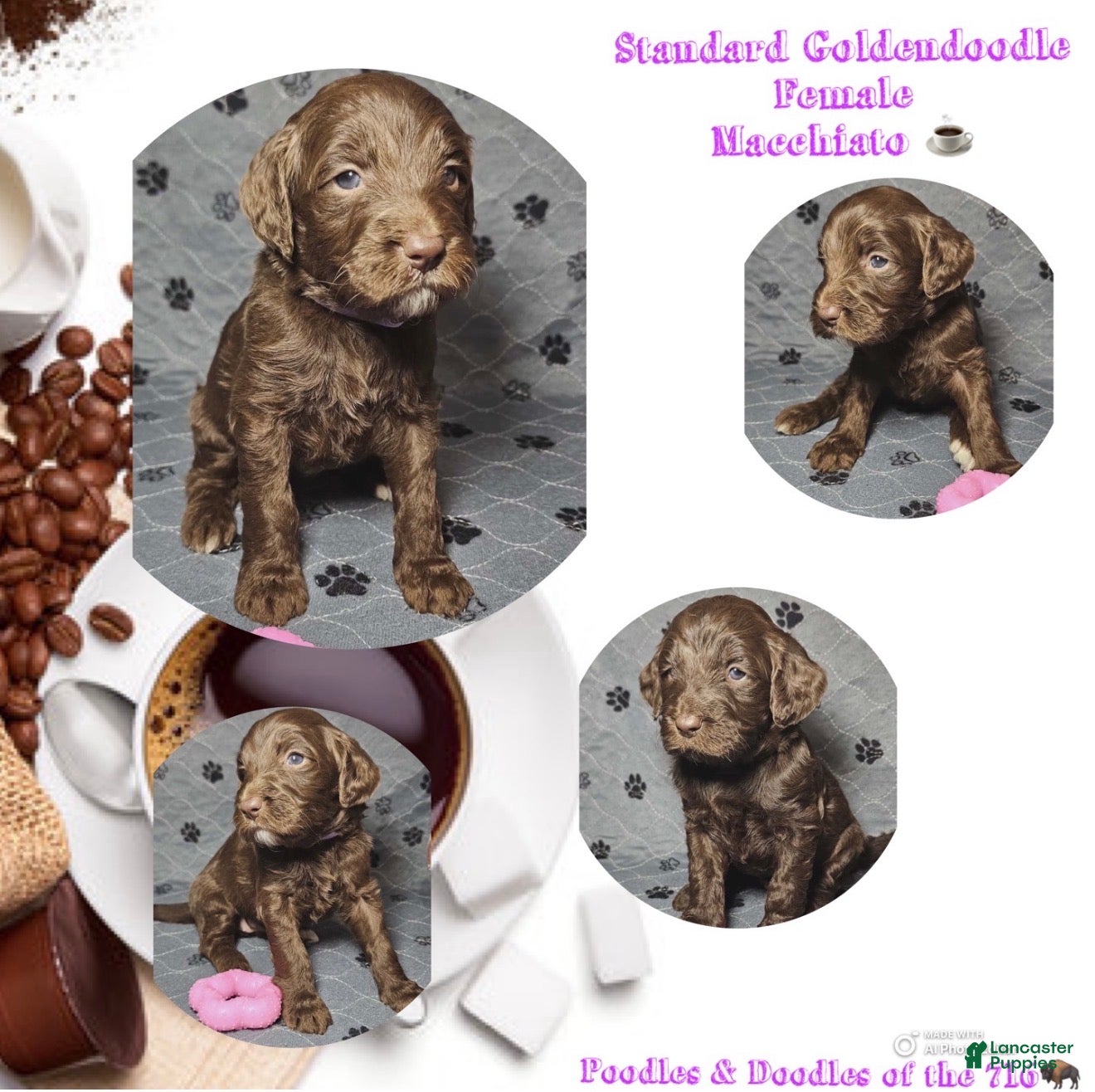 Goldendoodle dogs Macchiato  - Ad 9