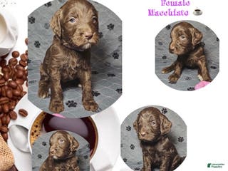 Goldendoodle dogs Macchiato - Ad 40