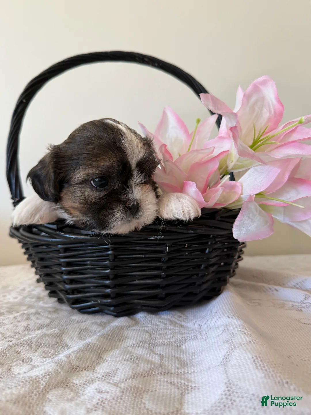 Shih Tzu dogs for sale: Champ Shih Tzu Puppy  - Ad 2