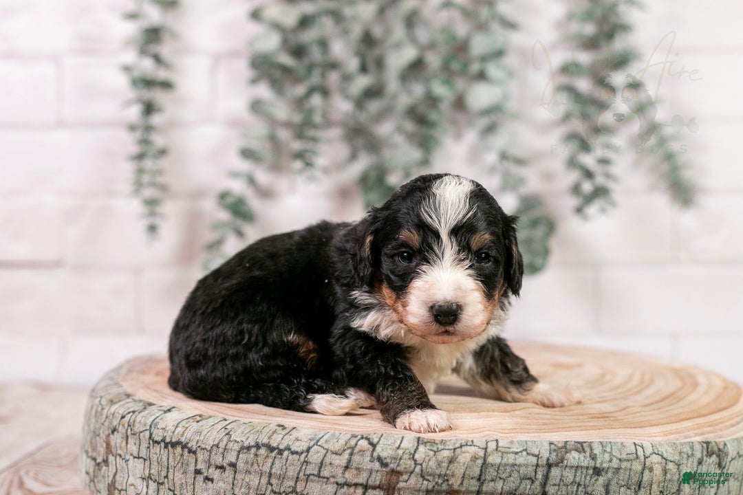 Bernedoodle dogs for sale: Torch - Ad 3