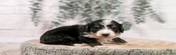 Bernedoodle dogs for sale: Torch - Ad 13