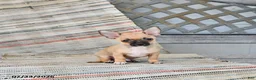 Chihuahua dogs for sale: Caleb - Ad 1