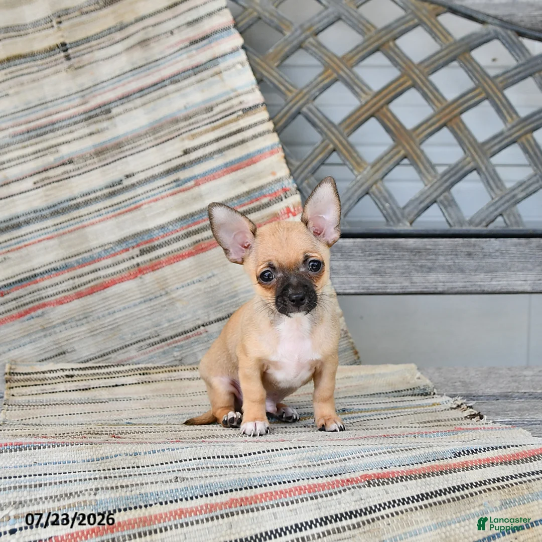 Chihuahua dogs for sale: Caleb - Ad 1