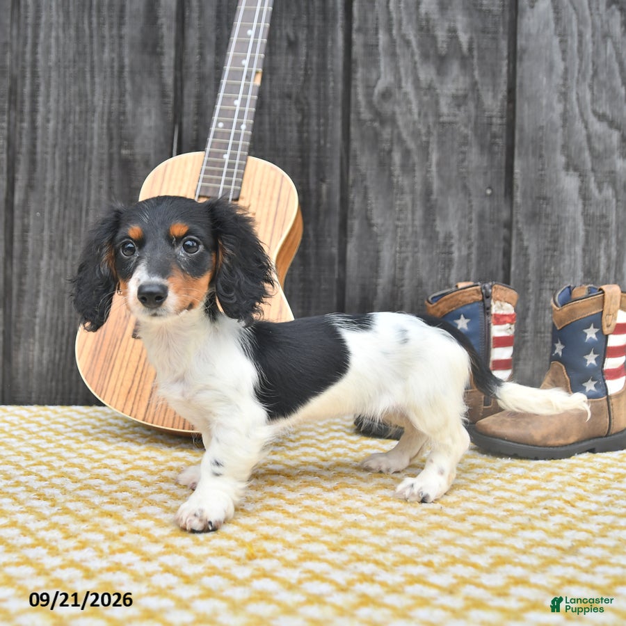 Miniature Dachshund dogs Koko - Ad 2