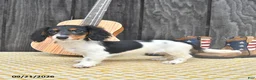 Miniature Dachshund dogs for sale: Koko - Ad 2