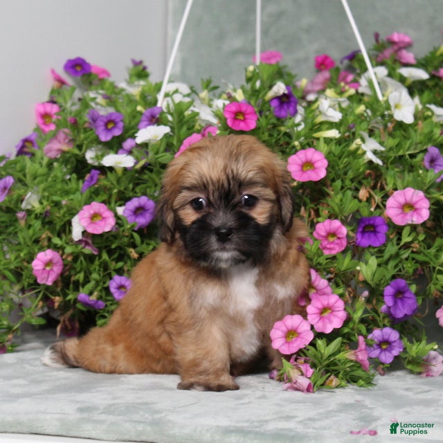 Teddy Bear dogs BJs Emily - Ad 1