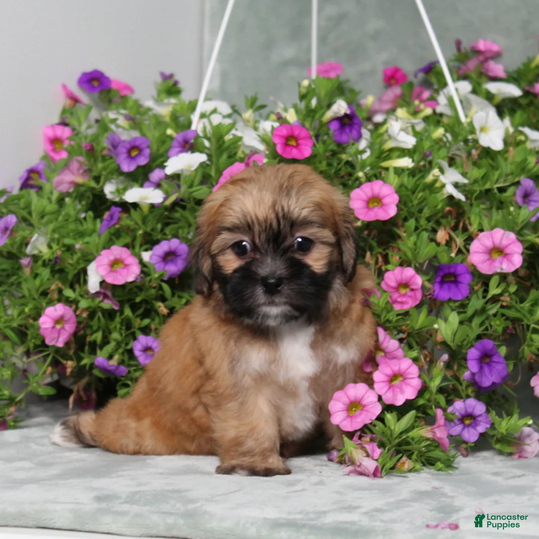 Teddy Bear dogs for sale: BJs Emily - Ad 1
