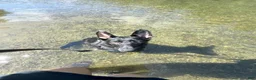 German Shepherd dogs for sale: Kilo - Ad 7