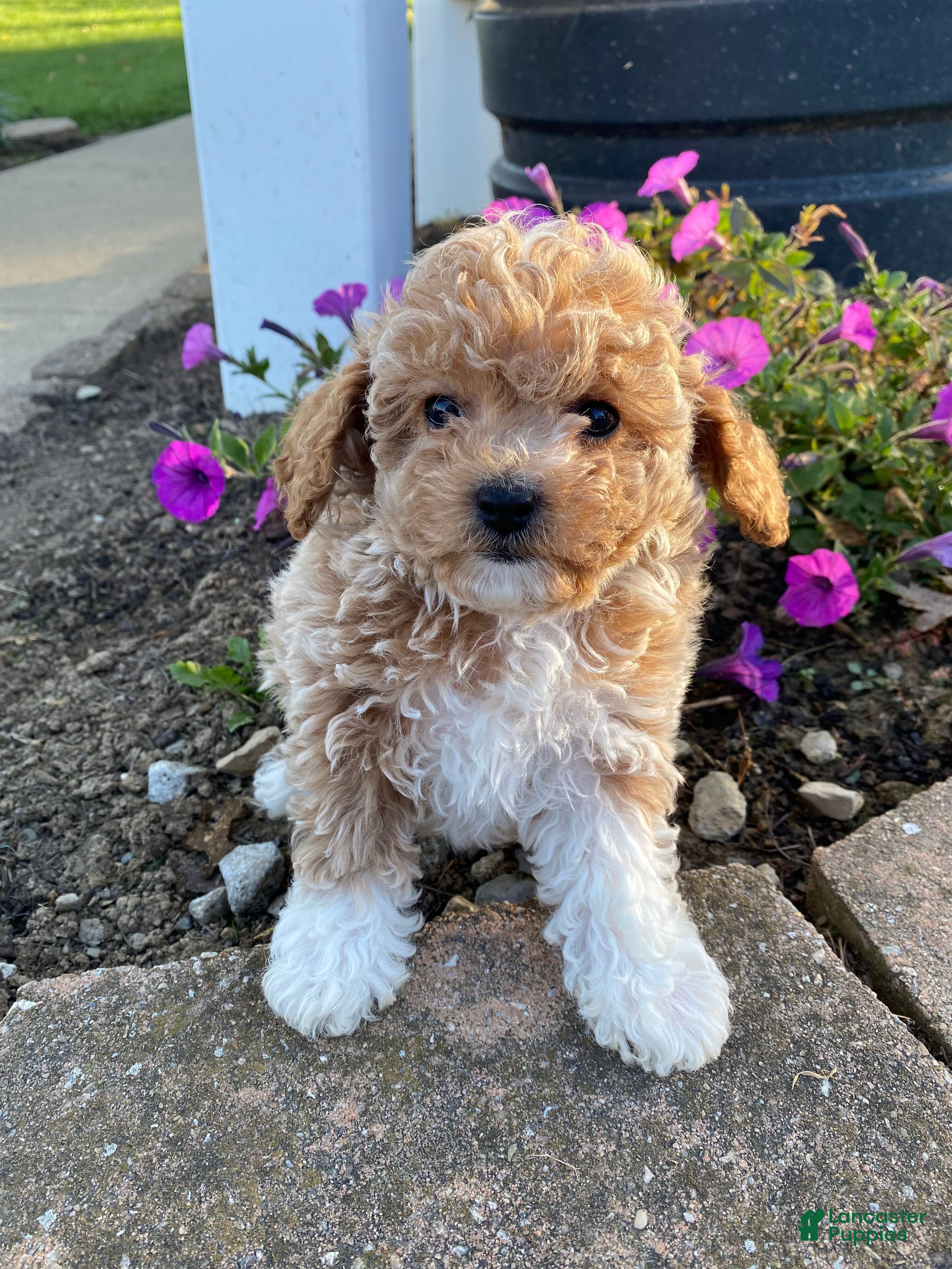 Cavapoo dogs Tonya - Ad 1