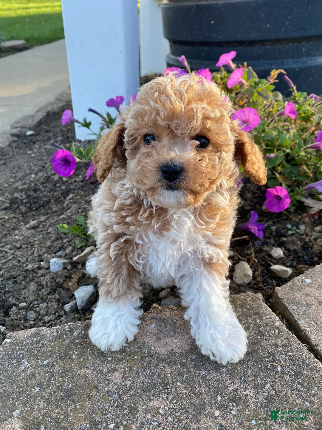Cavapoo dogs for sale: Tonya - Ad 1