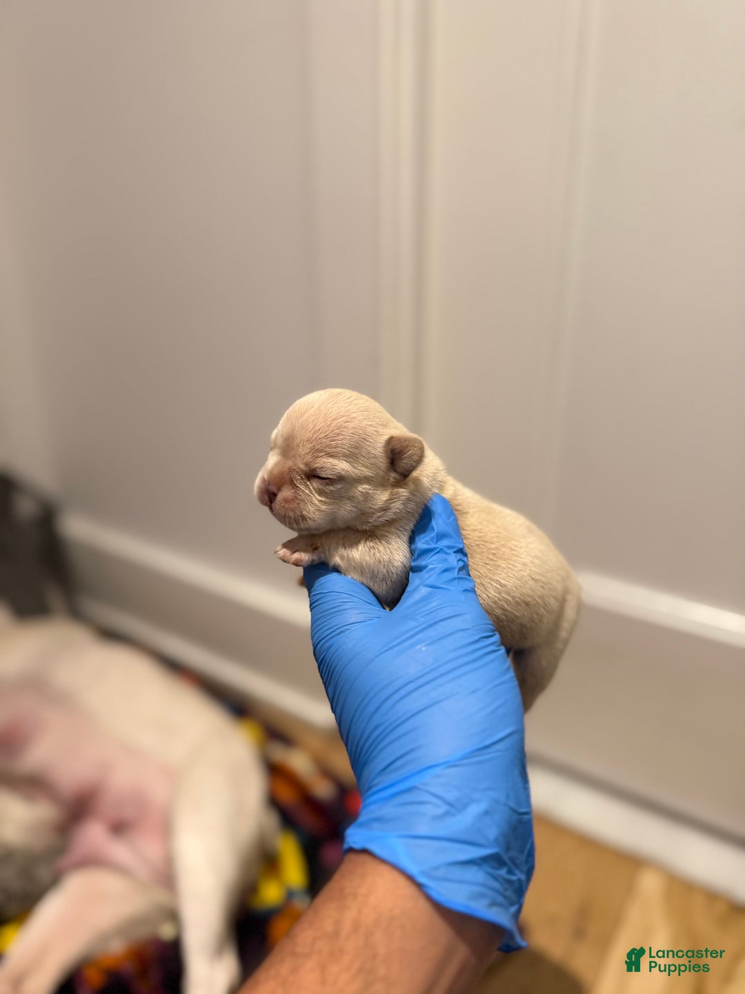 French Bulldog dogs for sale: Hazel - Ad 3