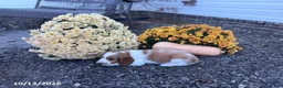 Welsh Springer Spaniel dogs for sale: Luna - Ad 14
