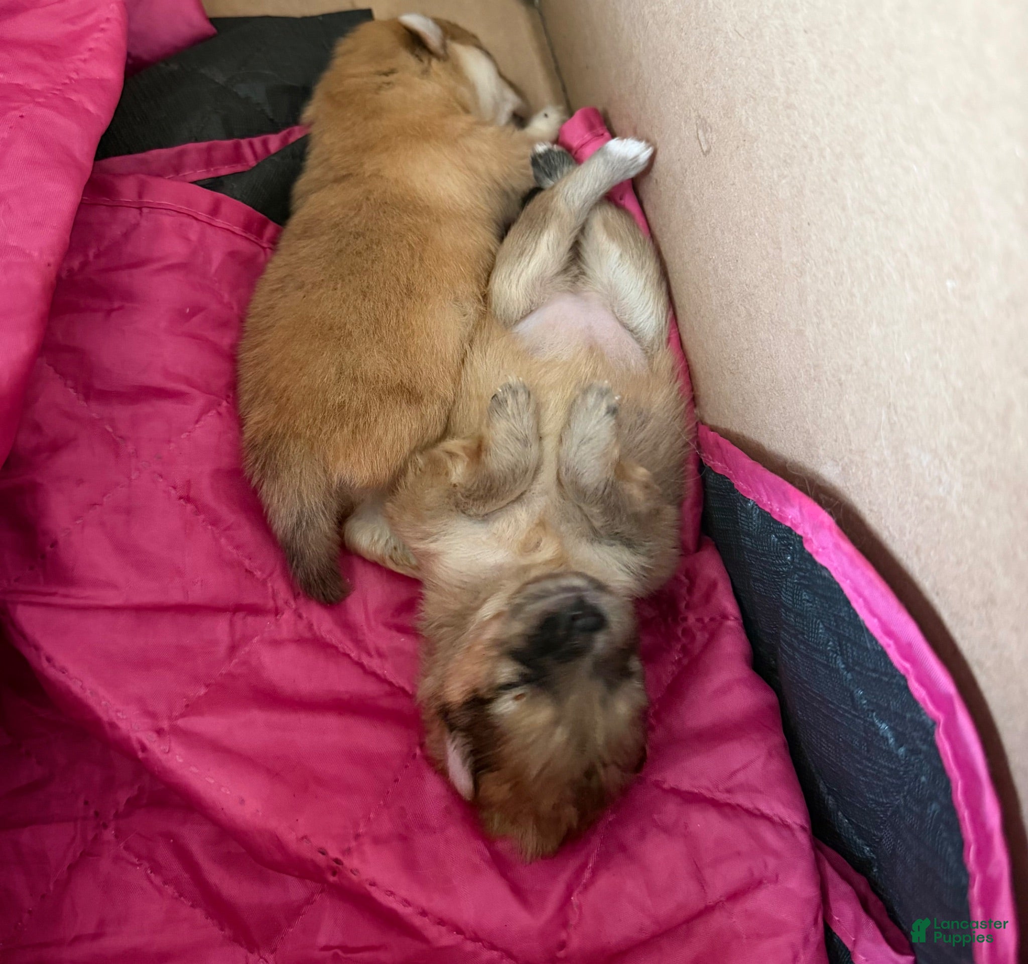Pomeranian dogs Duchess - Ad 2