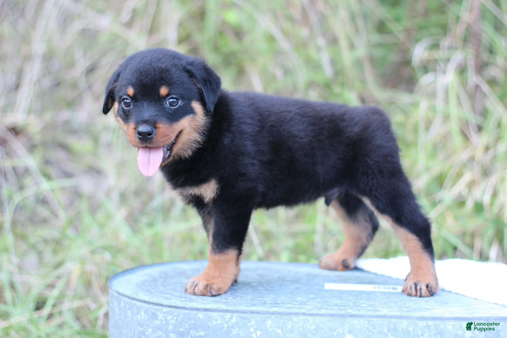 Rottweiler dogs Boss - Ad 1