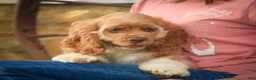 Cocker Spaniel dogs for sale: Atlas Cocker Spaniel  - Ad 4