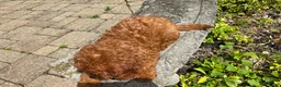 Cavapoo dogs for sale: Hope - Ad 10
