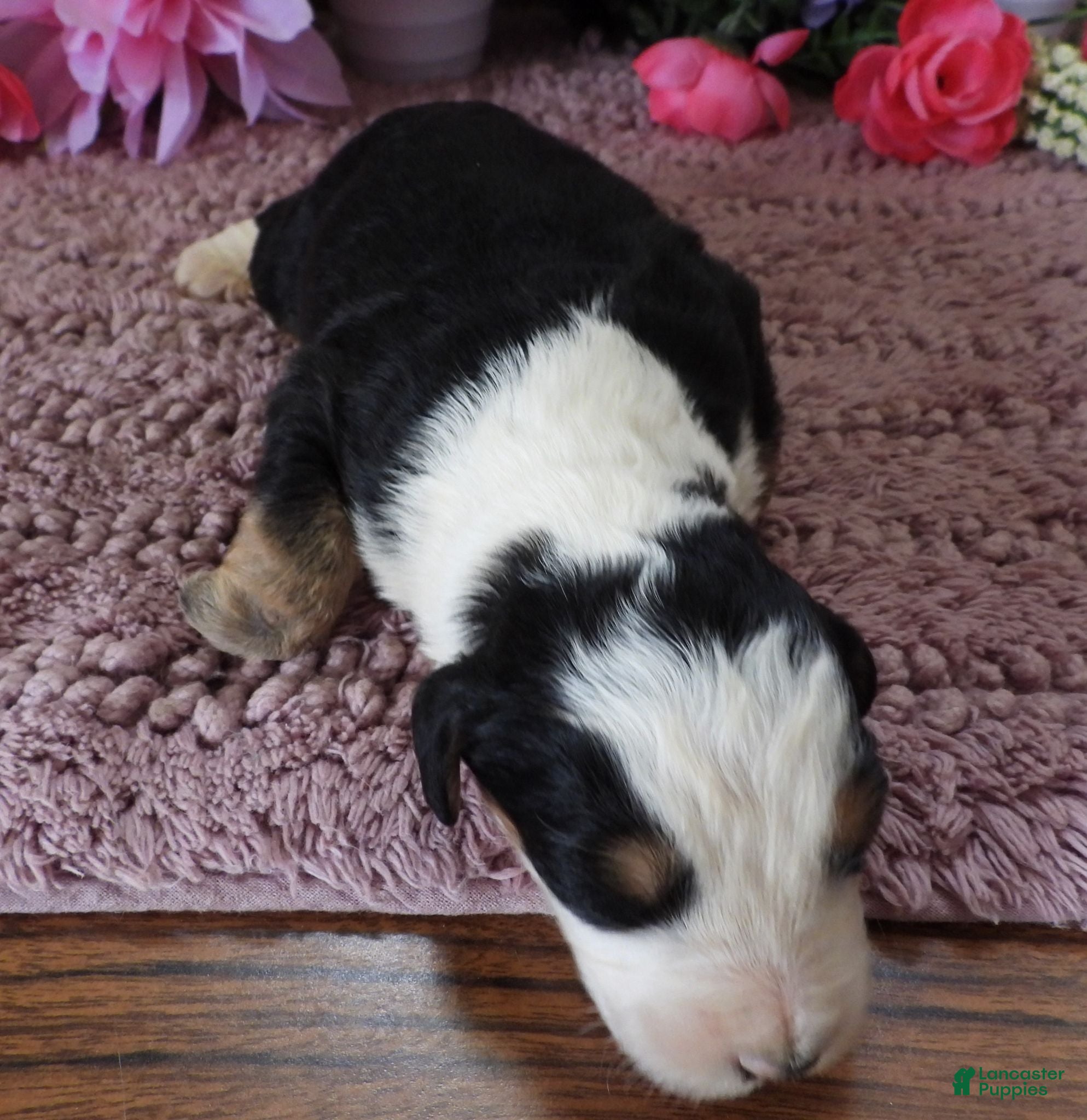 Mini Bernedoodle dogs #7 Male (Splash's) - Ad 31