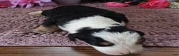 Mini Bernedoodle dogs for sale: #7 Male (Splash's) - Ad 1