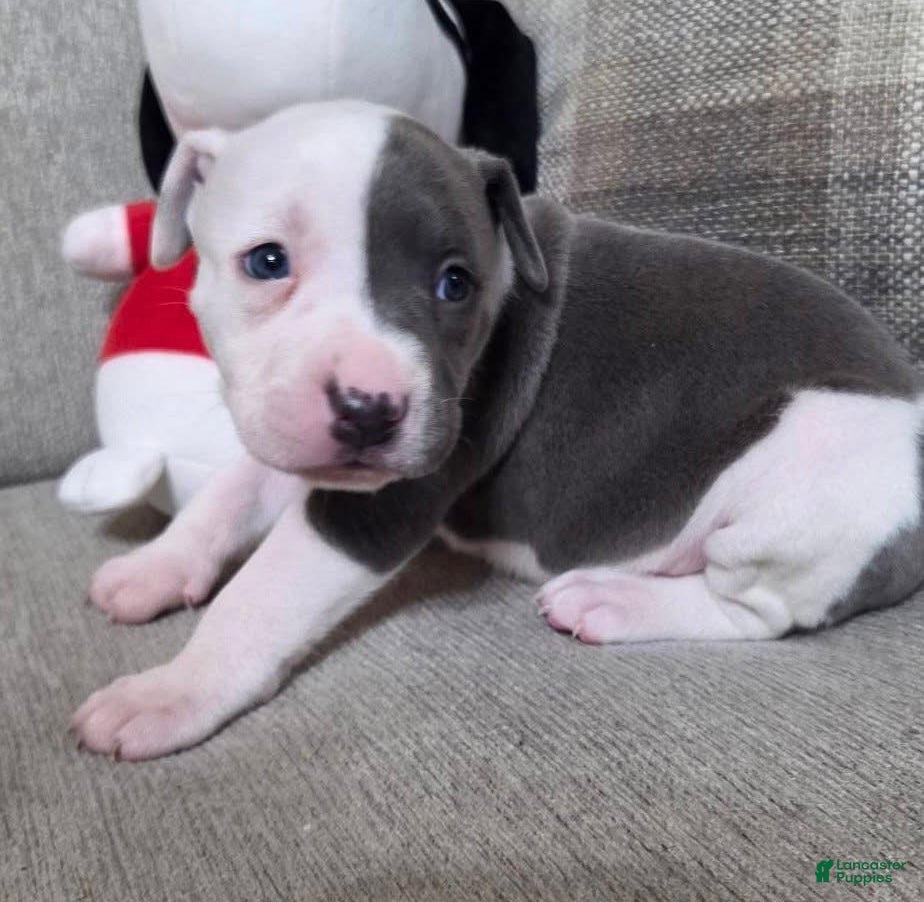 American Pit Bull Terrier dogs American Pit Bull Terrier Puppy 3 - Ad 5