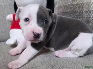 American Pit Bull Terrier dogs American Pit Bull Terrier Puppy 3 - Ad 5