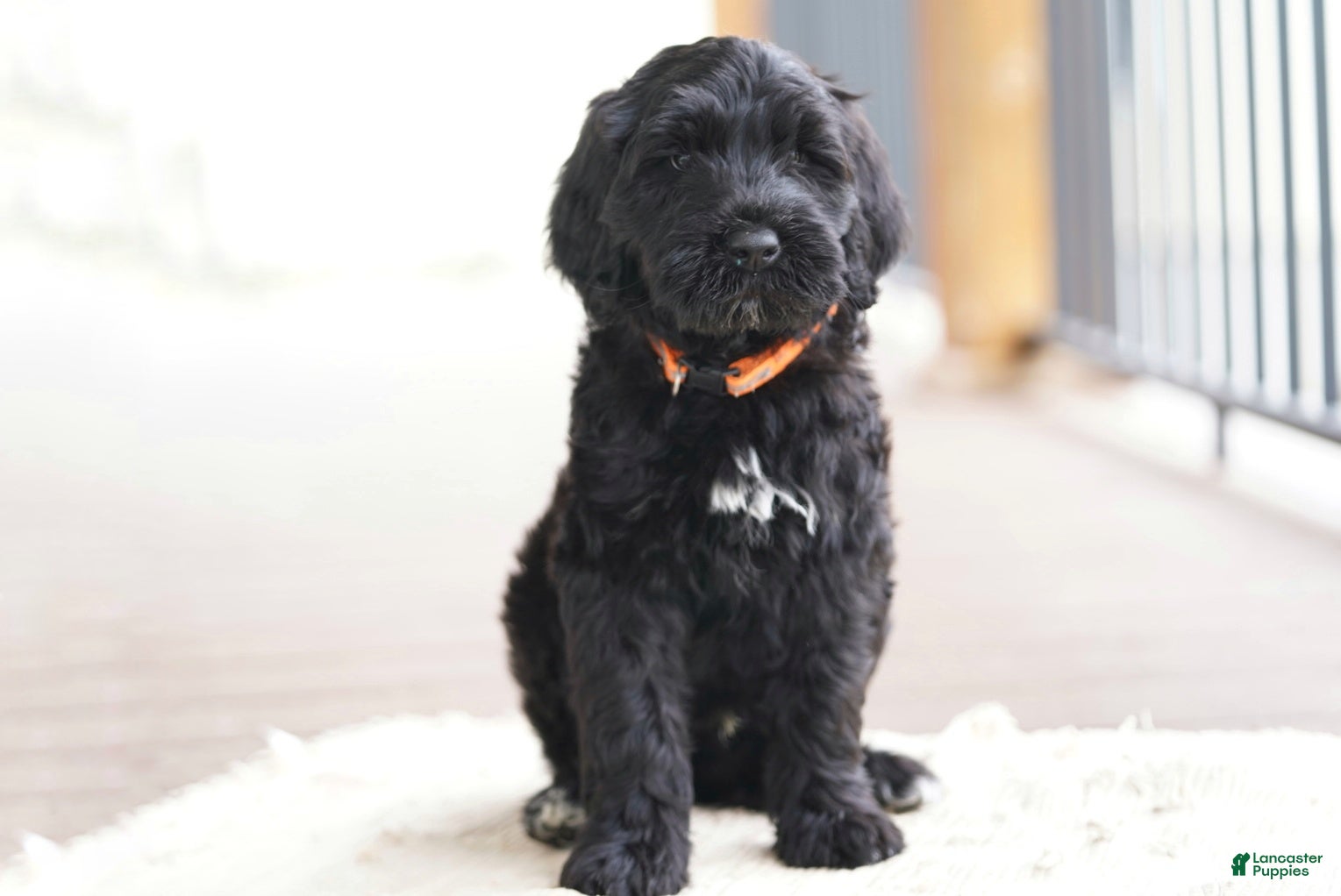Portuguese Water Dog dogs Duke - Ad 1