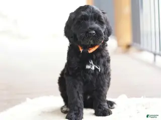 Portuguese Water Dog dogs for sale: Duke - Ad 4