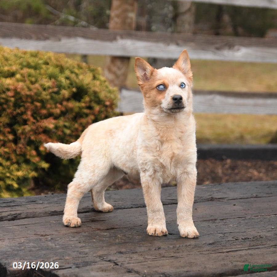 Mixed Breed dogs Dexter - Ad 2