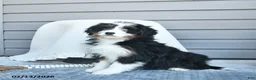 Bernedoodle dogs for sale: Melissa - Ad 5