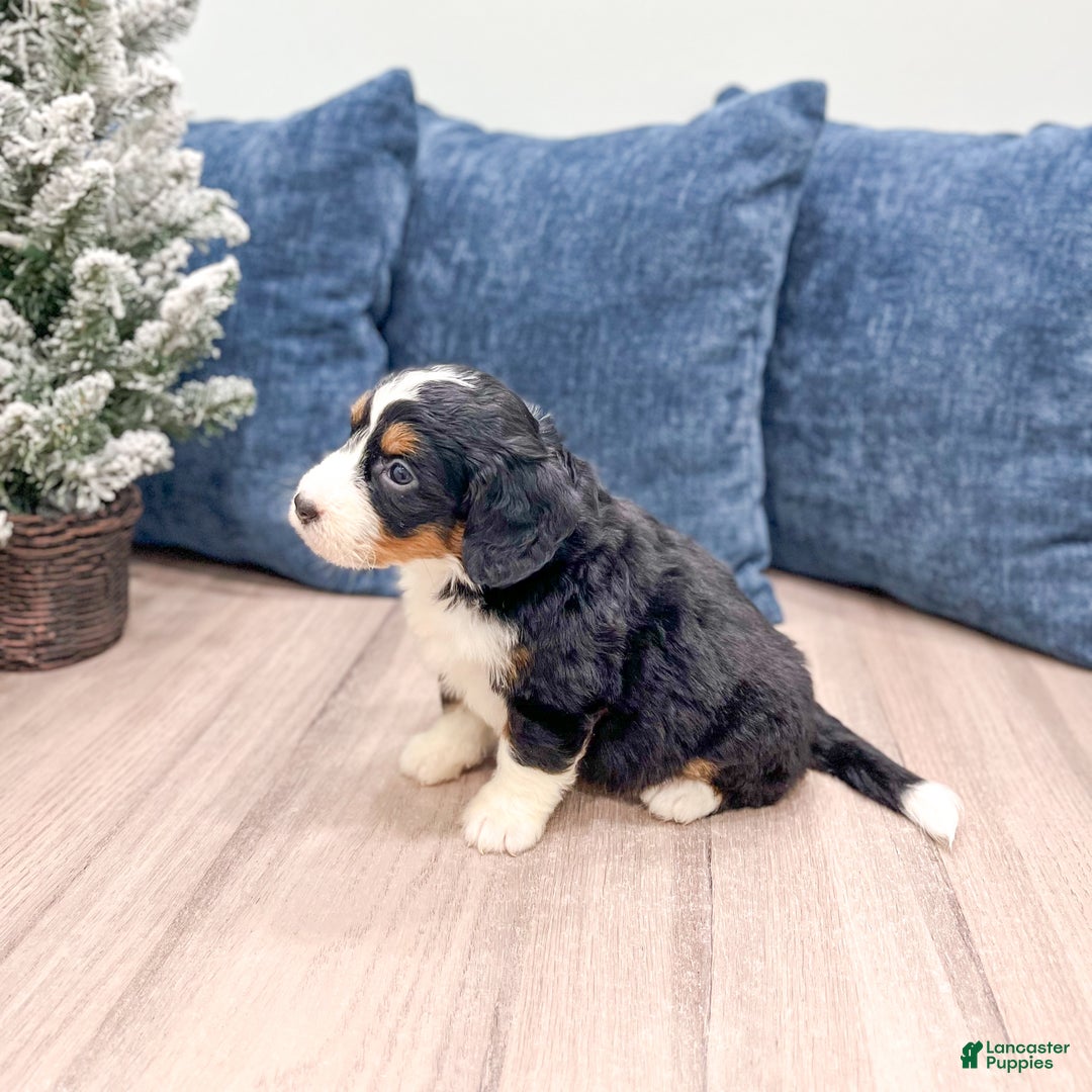 Mini Bernedoodle dogs for sale: Sasha - Ad 4