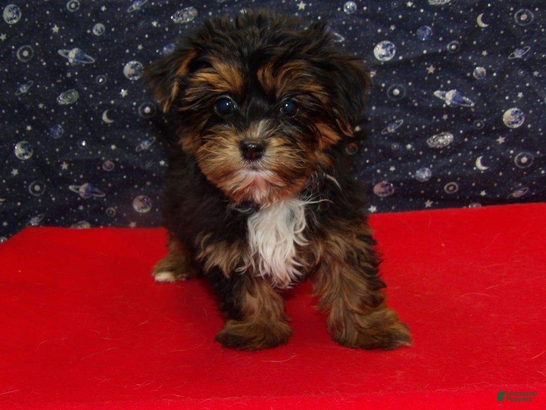 Shorkie dogs for sale: Juliet - Ad 1