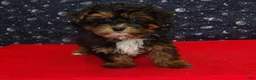 Shorkie dogs for sale: Juliet - Ad 1