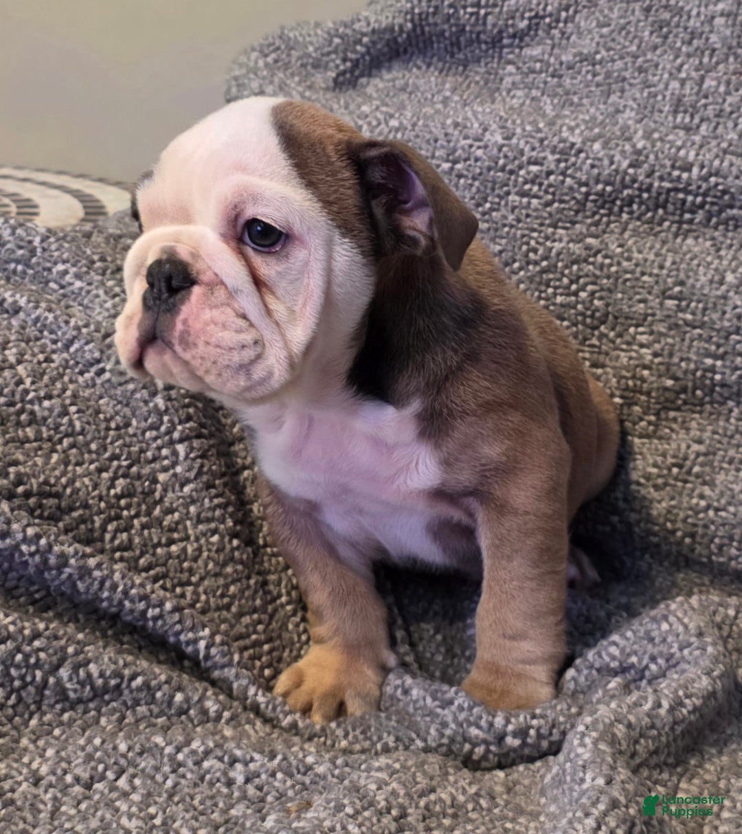English Bulldog dogs for sale: Amari - Ad 7