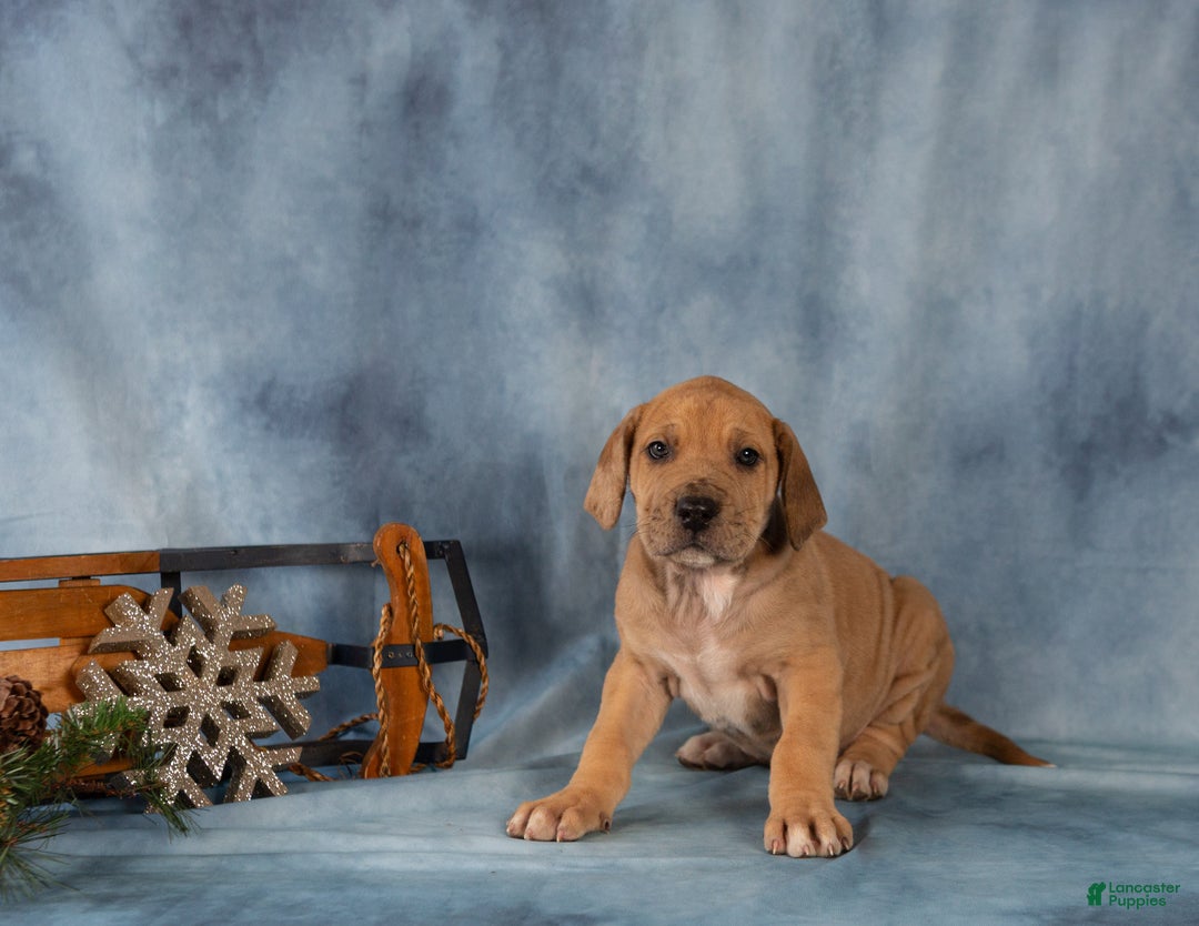 Great Dane dogs for sale: Deisel - Ad 1