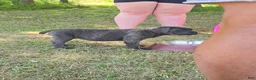 Cane Corso dogs for sale: Cane Corso Puppy 7 - Ad 6