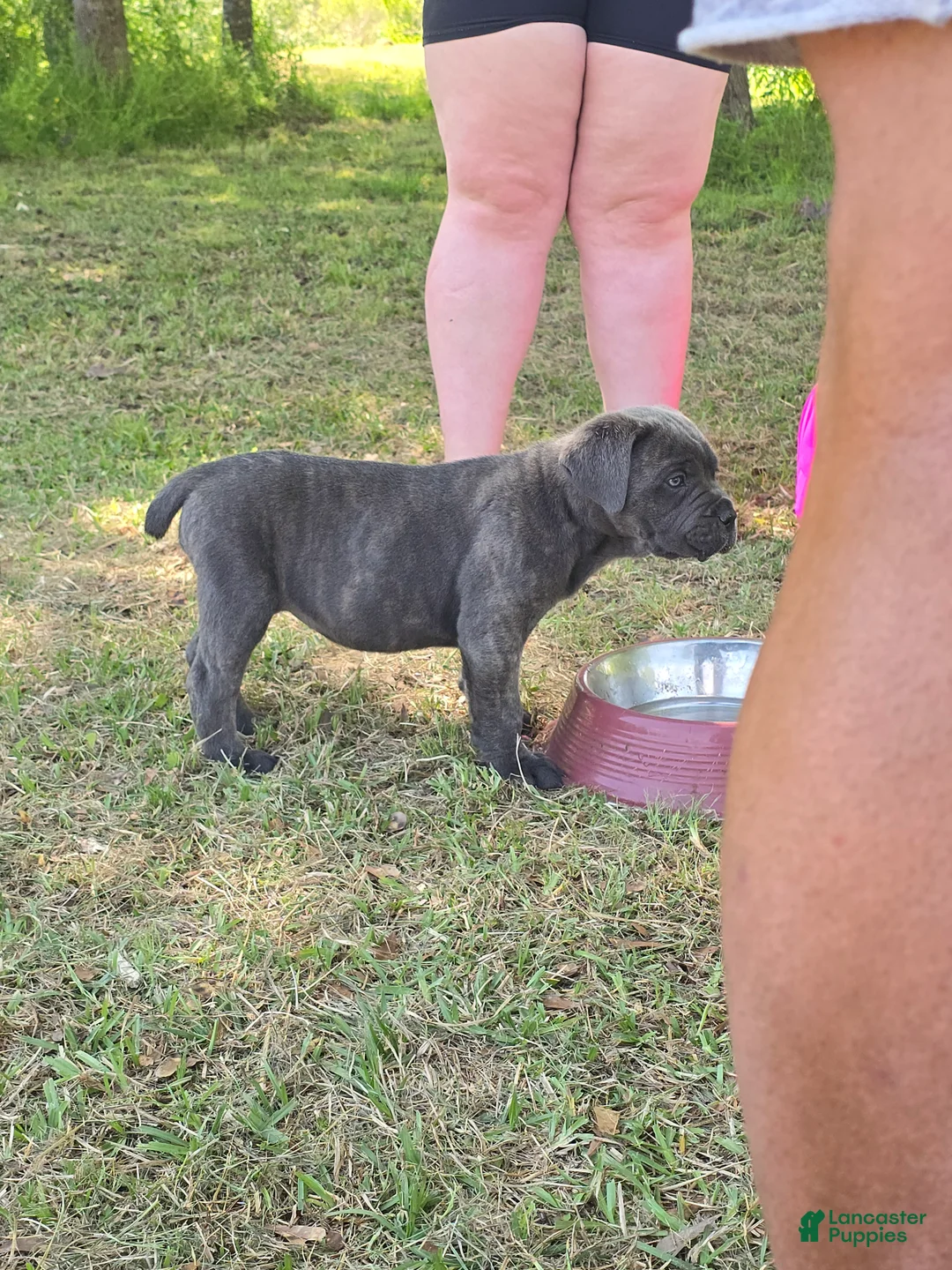 Cane Corso dogs for sale: Cane Corso Puppy 7 - Ad 6
