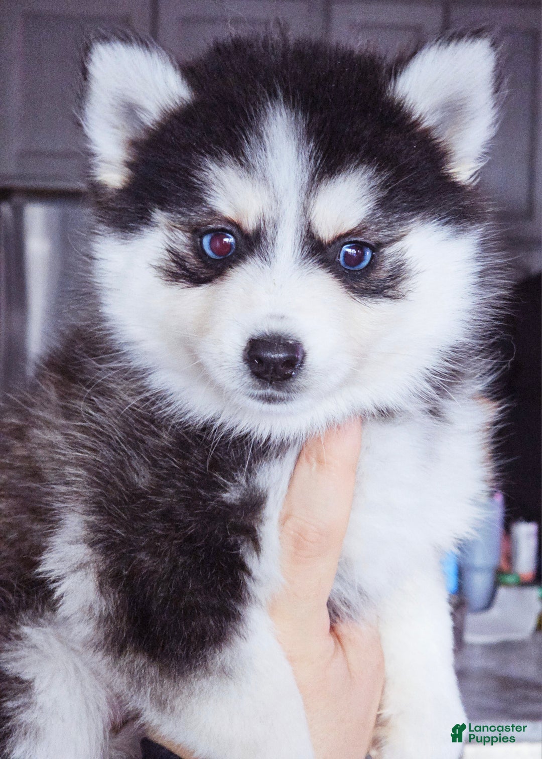 Pomsky dogs for sale: Willow - Ad 3