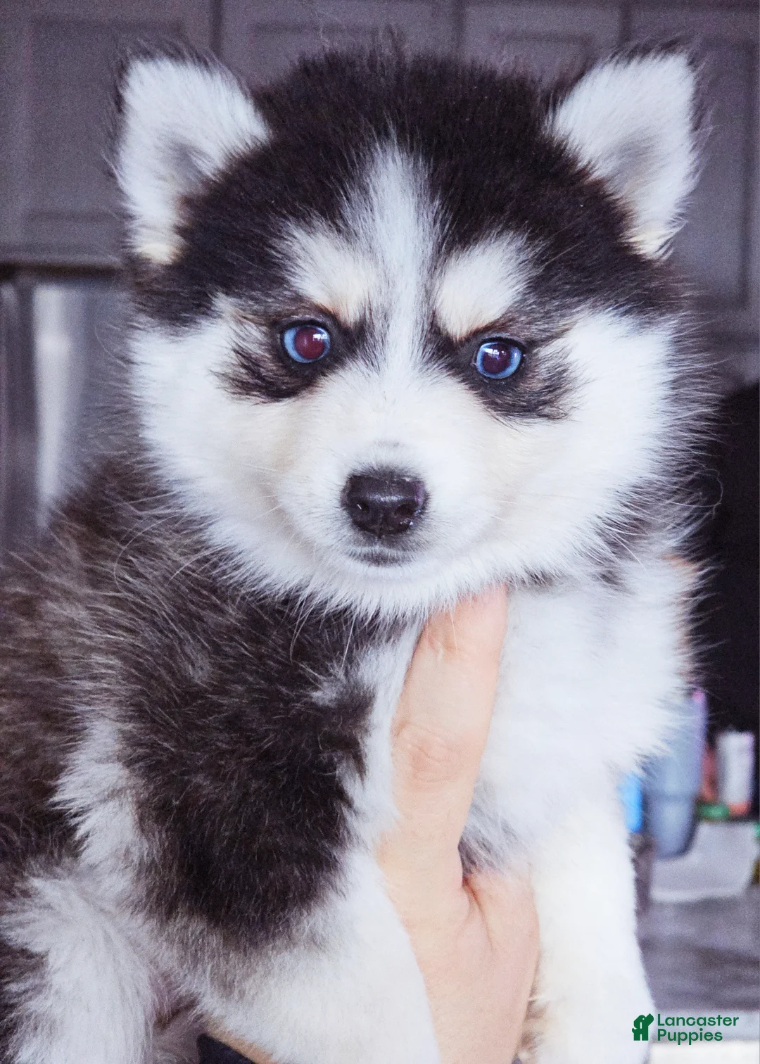 Pomsky dogs for sale: Willow - Ad 3