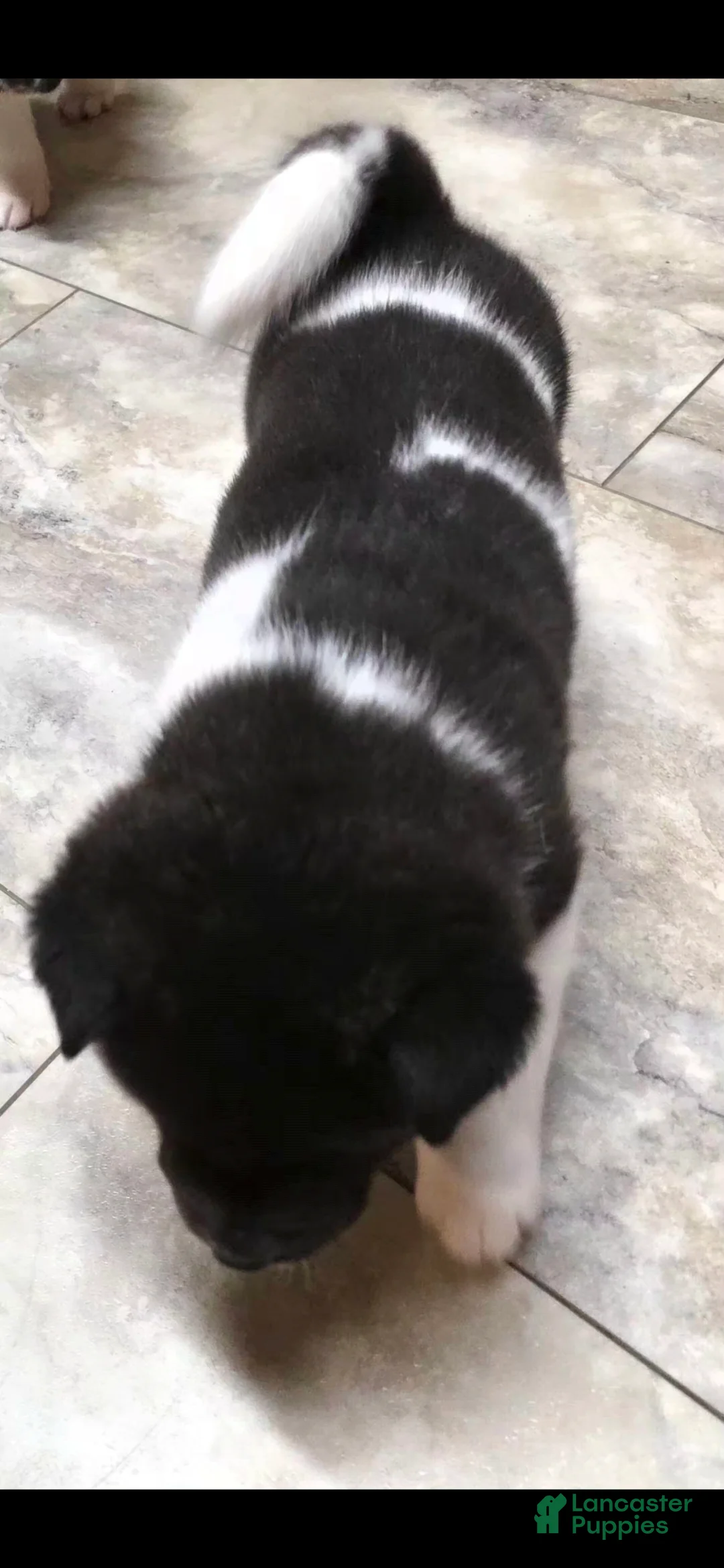 Akita dogs for sale: AKC Zooka - Ad 8