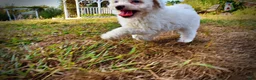 Havapoo dogs for sale: Melody-Sale!!! - Ad 9