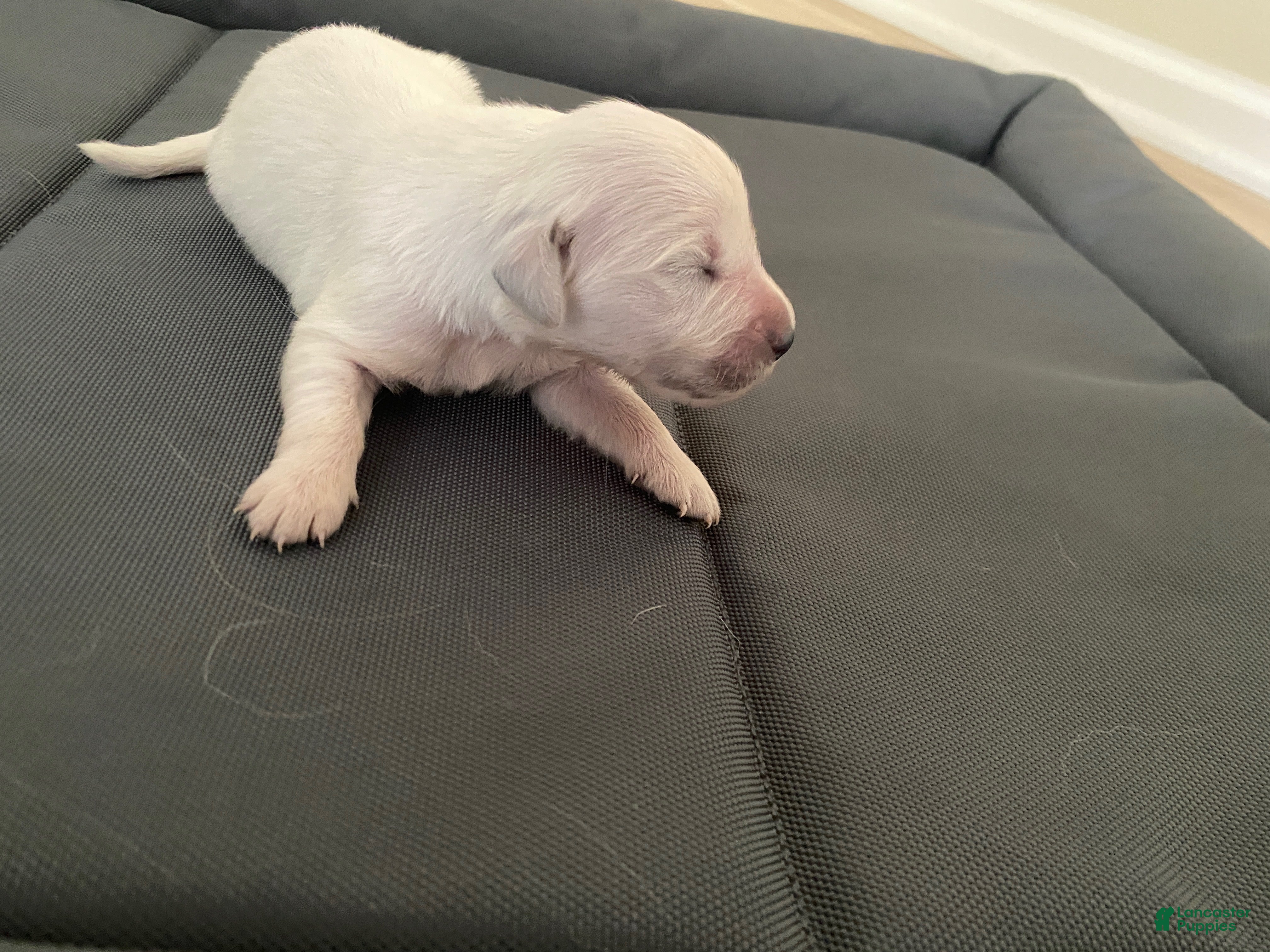 Golden Retriever dogs AKC Cream Golden Retriever Male Fifth Pick - Ad 27