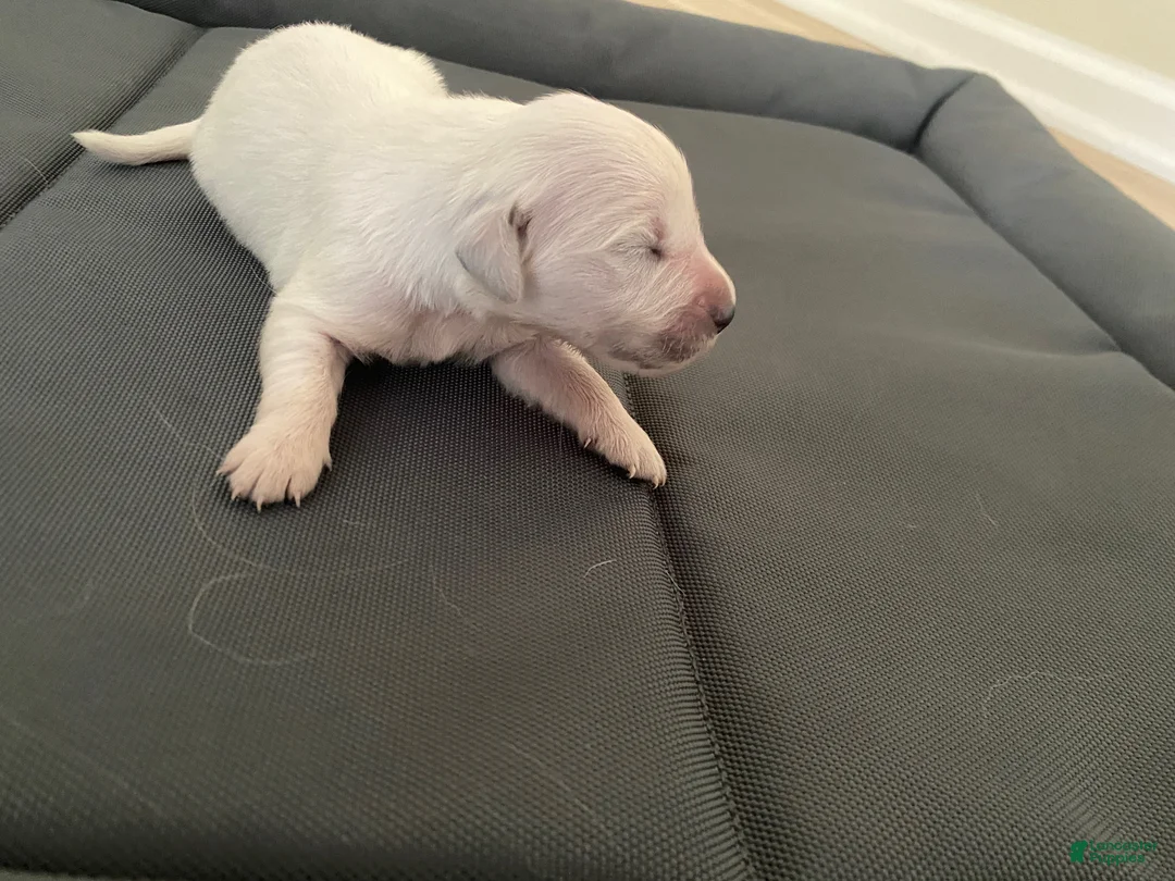 Golden Retriever dogs for sale: AKC Cream Golden Retriever Male Fifth Pick - Ad 1