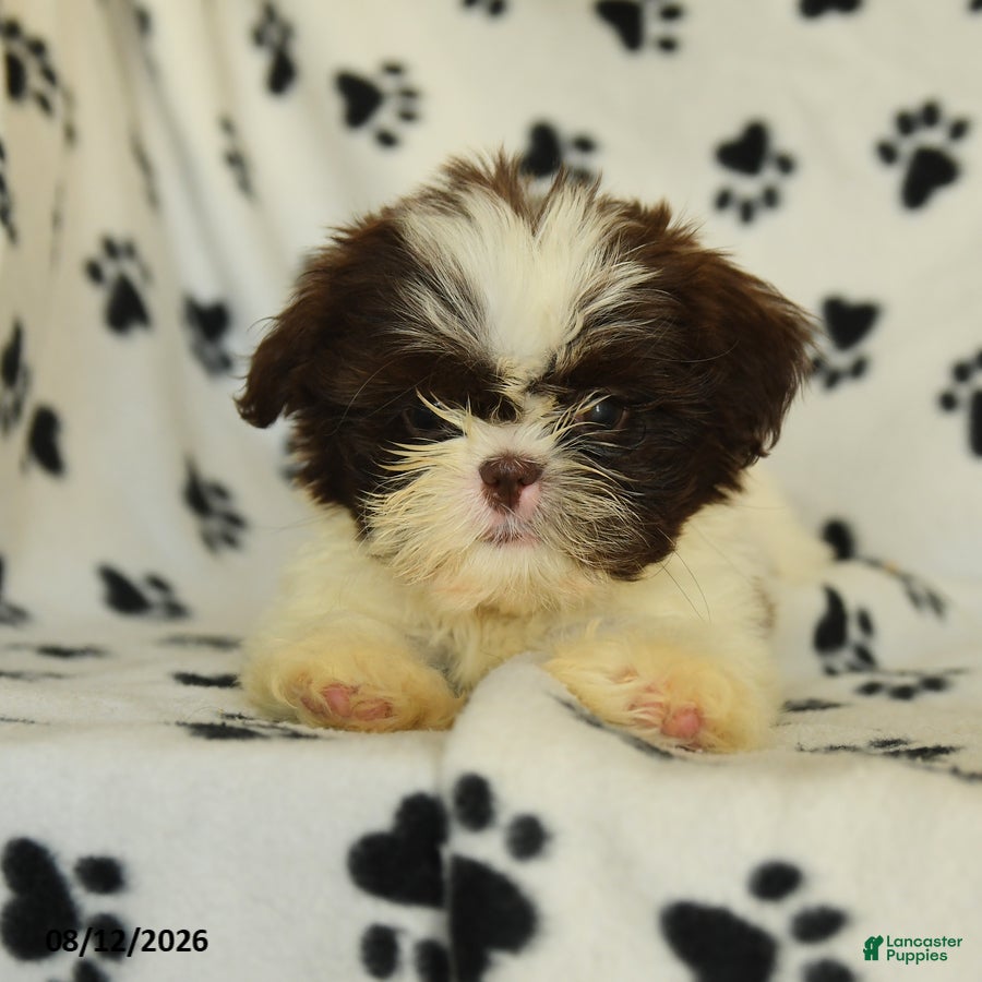 Shih Tzu dogs Red Panda - Ad 2