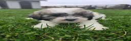 Havapoo dogs for sale: Havapoo Female 3 - Ad 4