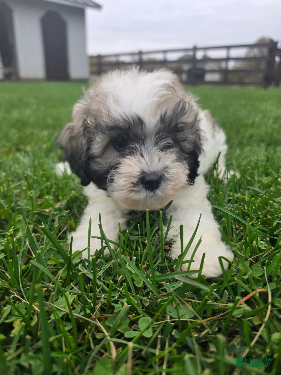Havapoo dogs for sale: Havapoo Female 3 - Ad 4