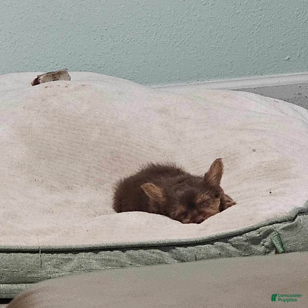 Yorkshire Terrier dogs for sale: Yorkshire Terrier Puppy teacup coco - Ad 2