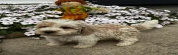 Miniature Poodle dogs for sale: Billy - Ad 6